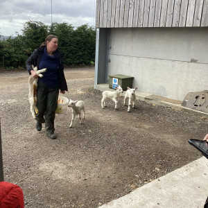 EYFS Farm Visit 4